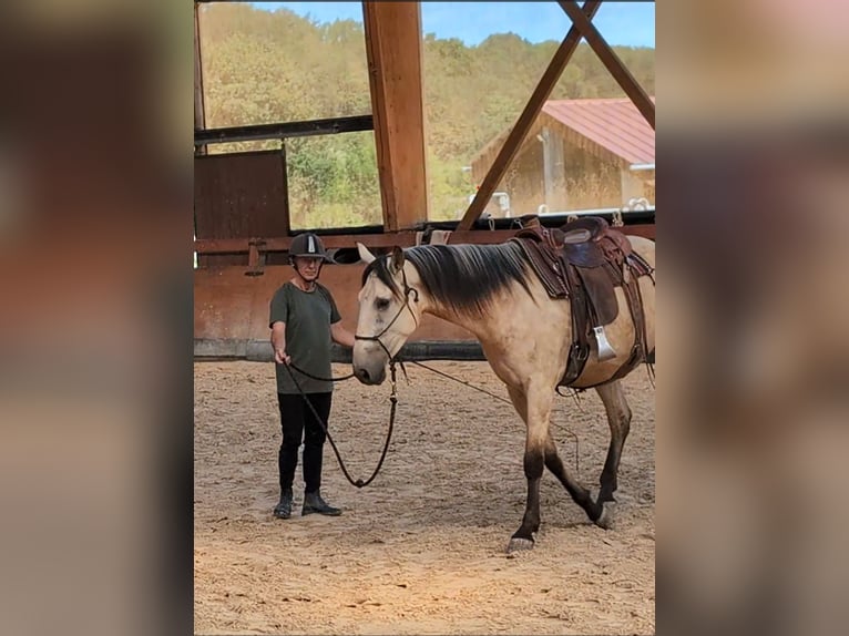 PRE Mix Stallion 3 years 15,2 hh Dun in CAUMONT PRE Mix Stallion 3 years 15,2 hh Dun in CAUMONT