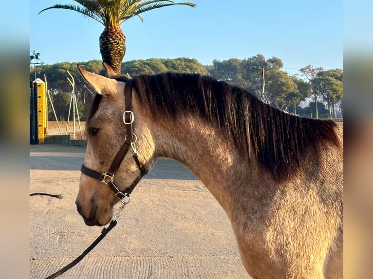 PRE Mix Stallion 3 years 15,2 hh Dun in Hamburg