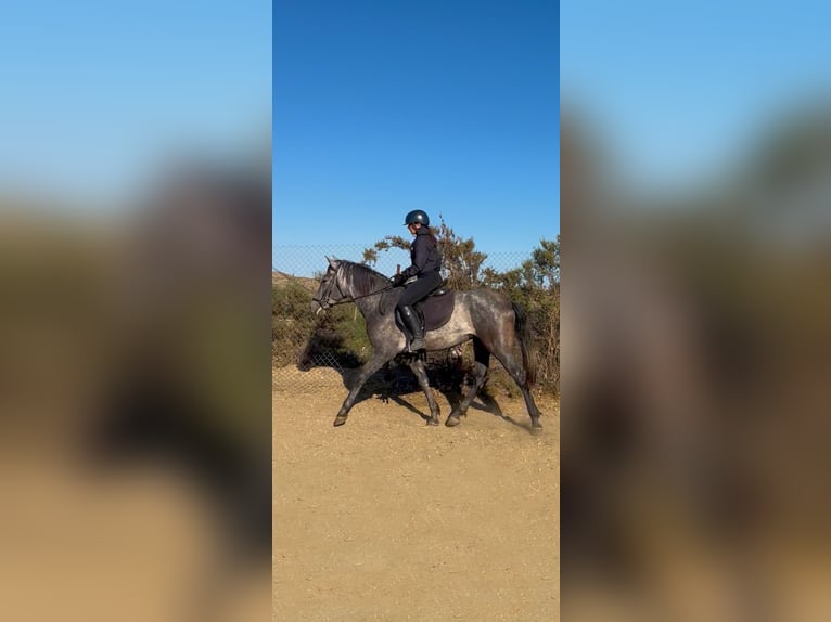 PRE Stallion 3 years 15,2 hh Gray in Pechina