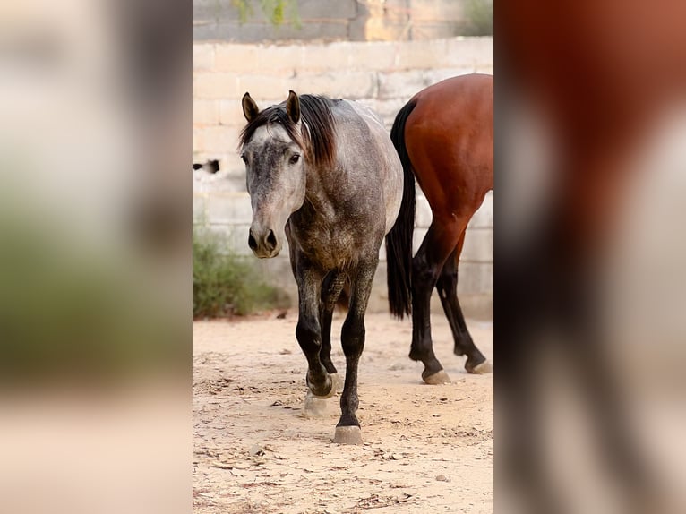 PRE Stallion 3 years 15,2 hh Gray in Pechina