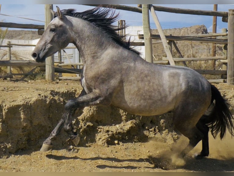 PRE Stallion 3 years 15,2 hh Gray in Pechina