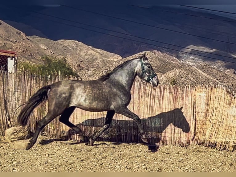 PRE Stallion 3 years 15,2 hh Gray in Pechina
