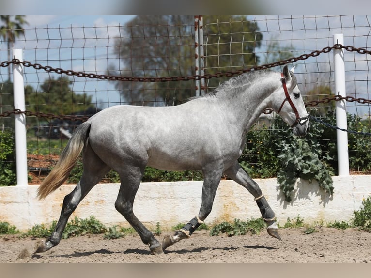 PRE Mix Stallion 3 years 15,2 hh Gray in Dos Hermanas