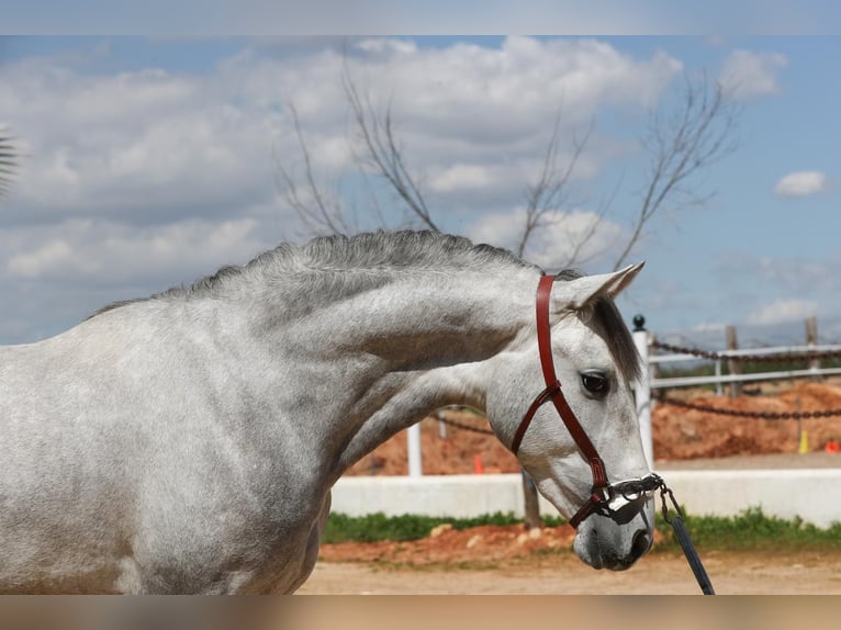 PRE Mix Stallion 3 years 15,2 hh Gray in Dos Hermanas