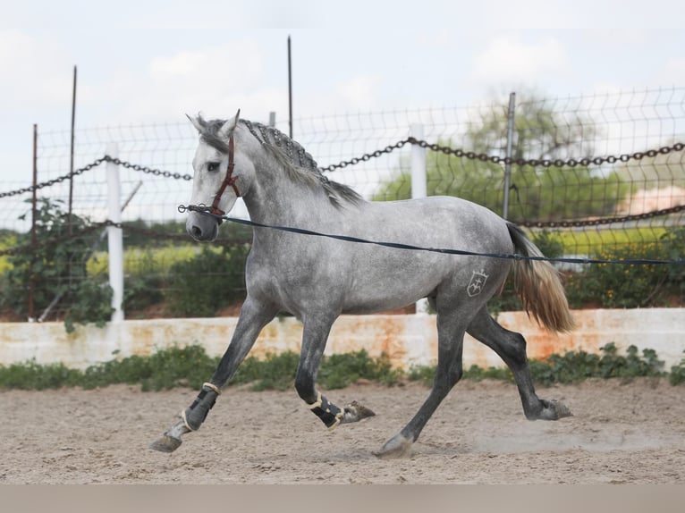 PRE Mix Stallion 3 years 15,2 hh Gray in Dos Hermanas