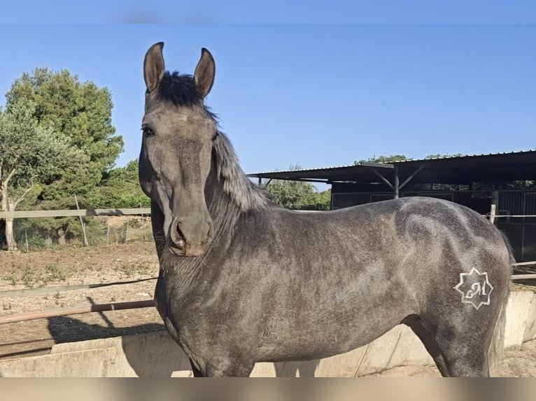 PRE Stallion 3 years 15,2 hh Grey-Blue-Tan in Valencia