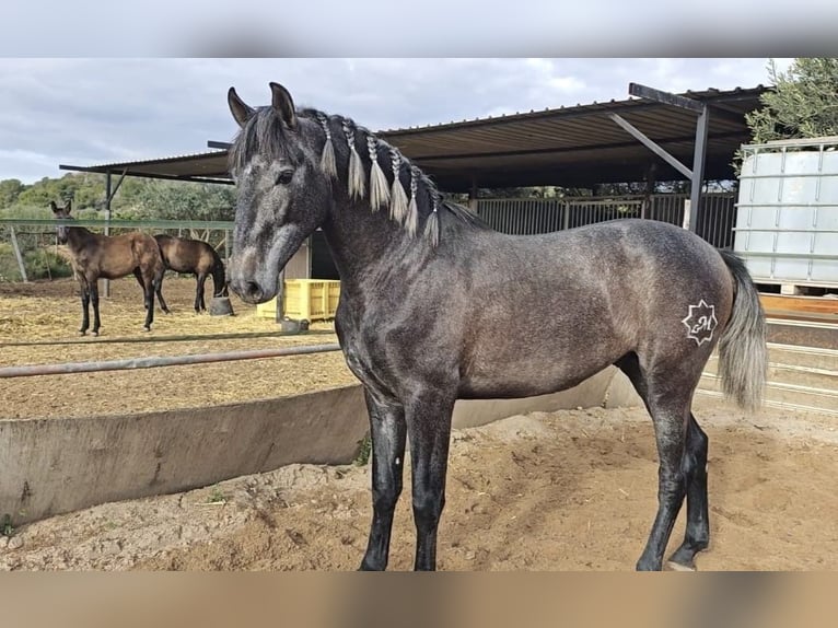 PRE Stallion 3 years 15,2 hh Grey-Blue-Tan in Valencia