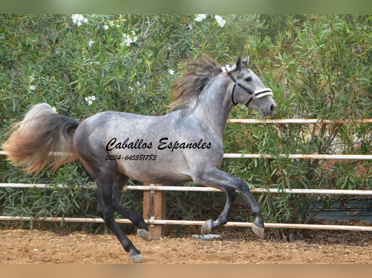 PRE Stallion 3 years 15,2 hh Grey-Dapple in Vejer de la Frontera