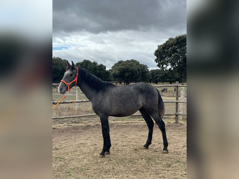 PRE Stallion 3 years 15,2 hh Grey in La Fuente De San Esteban
