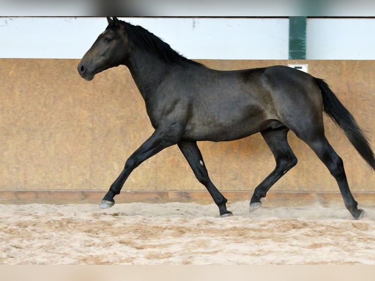 PRE Stallion 3 years 15,2 hh Grey in Waldhölzbach