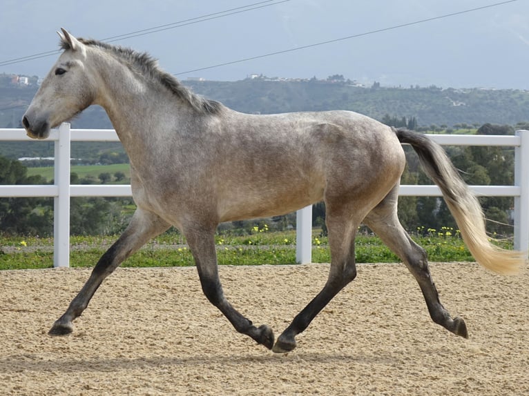 PRE Mix Stallion 3 years 15,2 hh Grey in Coín, Málaga