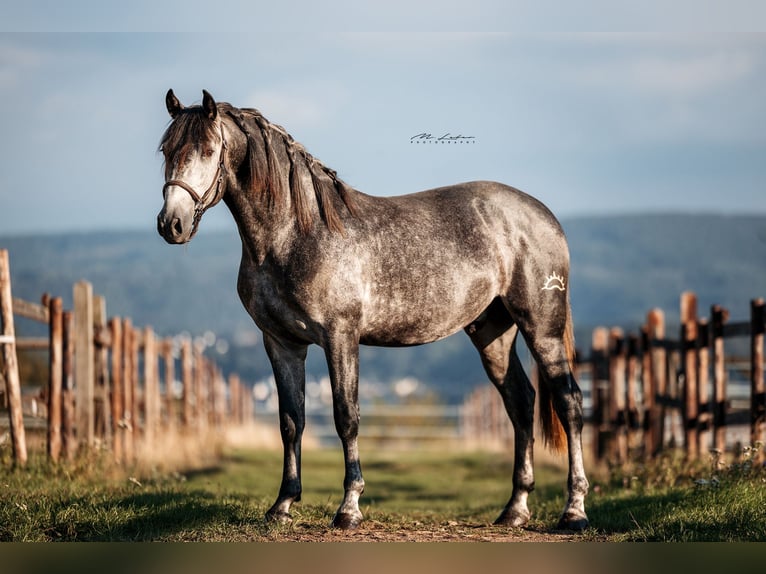 PRE Mix Stallion 3 years 15,2 hh Grey in Kerben