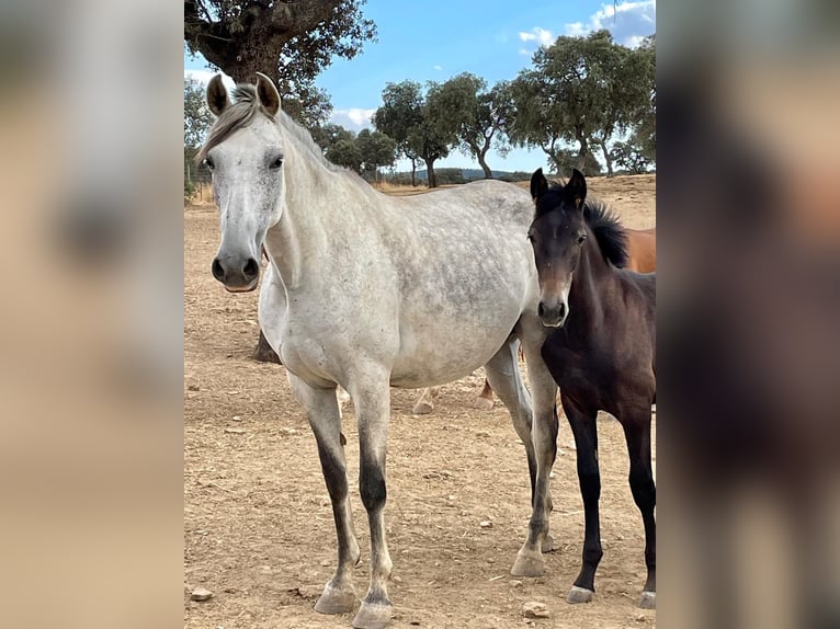 PRE Mix Stallion 3 years 15,2 hh Grey in Kerben
