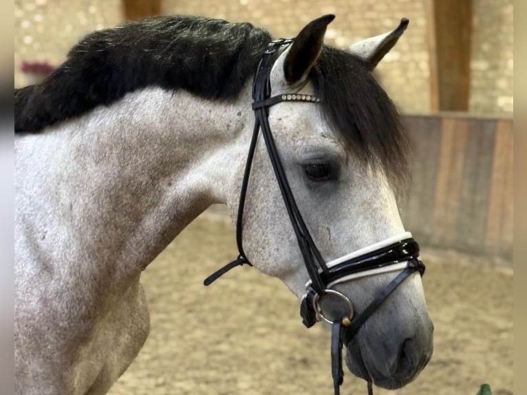 PRE Mix Stallion 3 years 15,2 hh Grey in Hapert