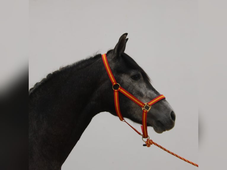 PRE Stallion 3 years 15,2 hh Grey in Vejer de la Frontera