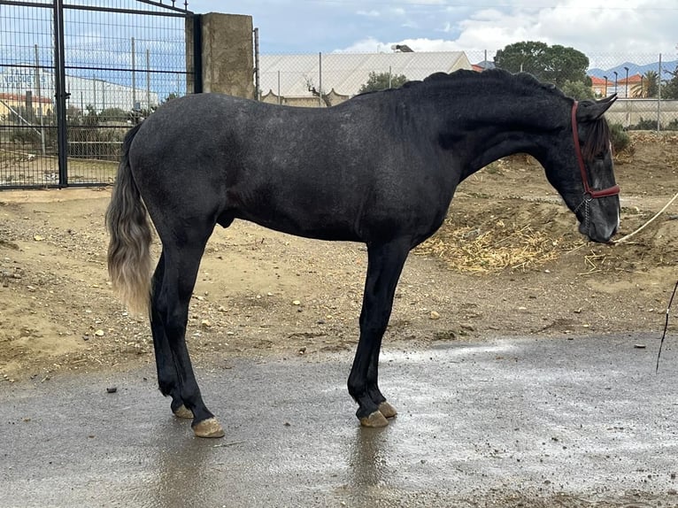 PRE Mix Stallion 3 years 15,2 hh Grey in Tabernas