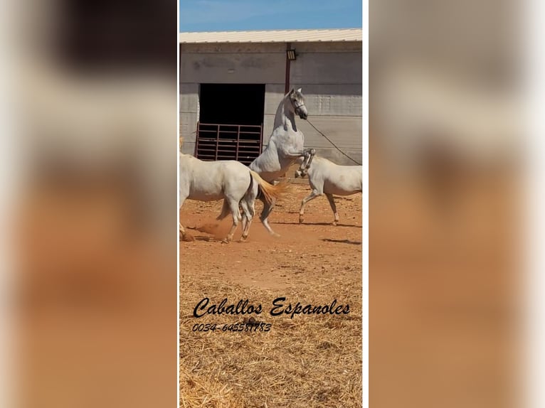 PRE Stallion 3 years 15,2 hh Grey in vejer de la frontera