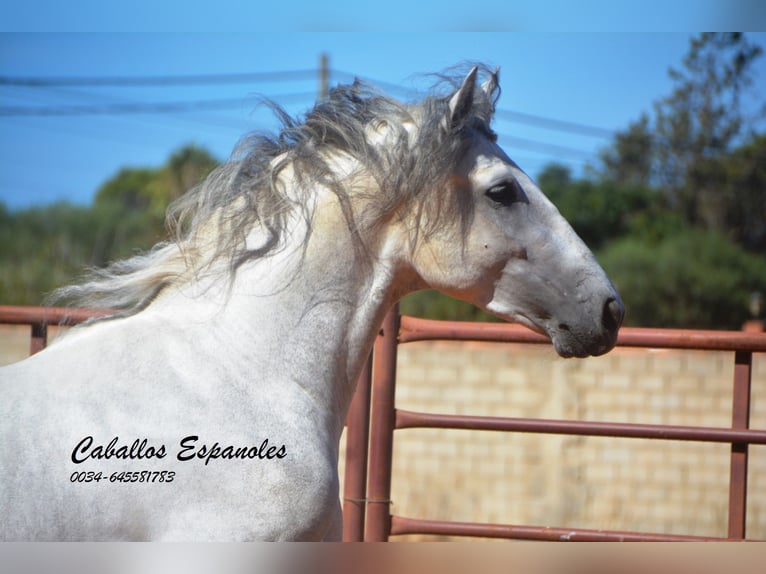 PRE Mix Stallion 3 years 15,2 hh Grey in vejer de la frontera PRE Mix Stallion 3 years 15,2 hh Grey in vejer de la frontera