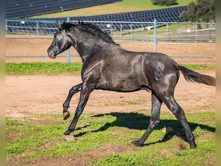 PRE Stallion 3 years 15,2 hh Grey in Badajoz