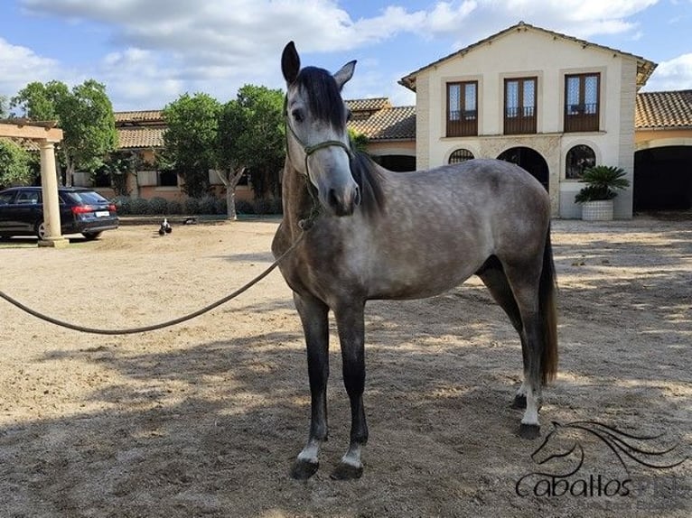 PRE Mix Stallion 3 years 15,2 hh Grey in Palma de Mallorca