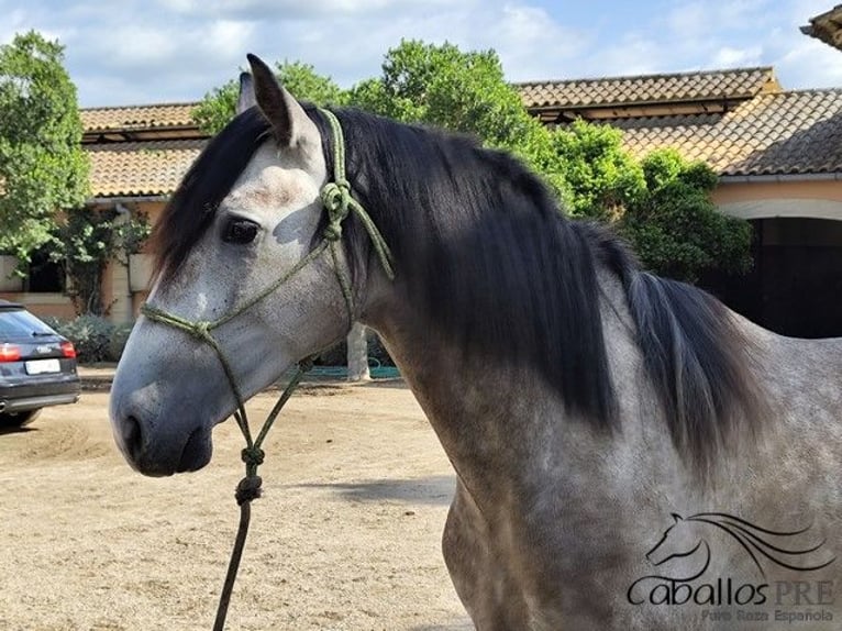 PRE Mix Stallion 3 years 15,2 hh Grey in Palma de Mallorca