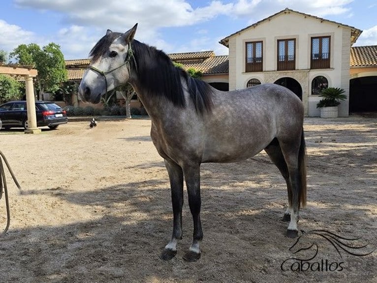PRE Mix Stallion 3 years 15,2 hh Grey in Palma de Mallorca