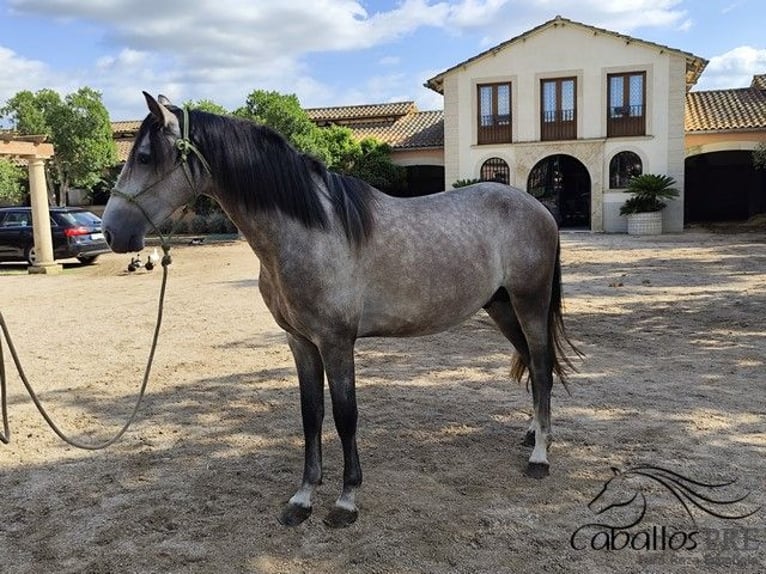 PRE Mix Stallion 3 years 15,2 hh Grey in Palma de Mallorca