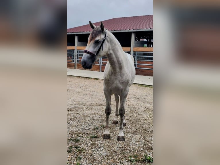 PRE Stallion 3 years 15,2 hh Grey in Caumont