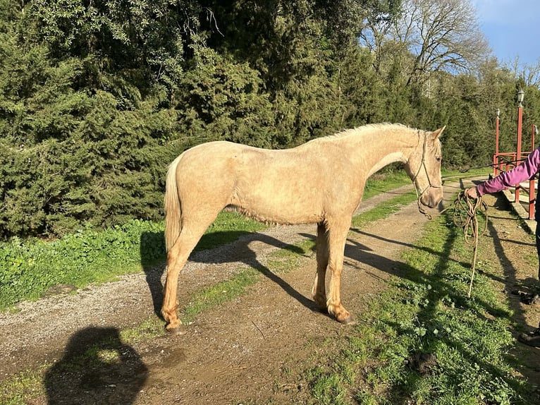 PRE Mix Stallion 3 years 15,2 hh Palomino in Galaroza (Huelva)