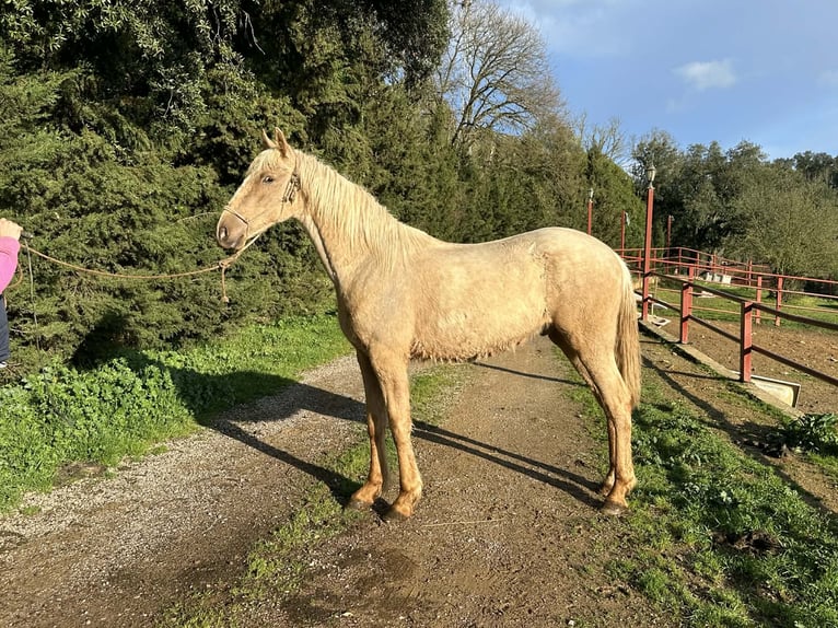 PRE Mix Stallion 3 years 15,2 hh Palomino in Galaroza (Huelva)