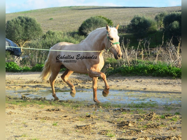 PRE Mix Stallion 3 years 15,2 hh Palomino in Vejer de la Frontera