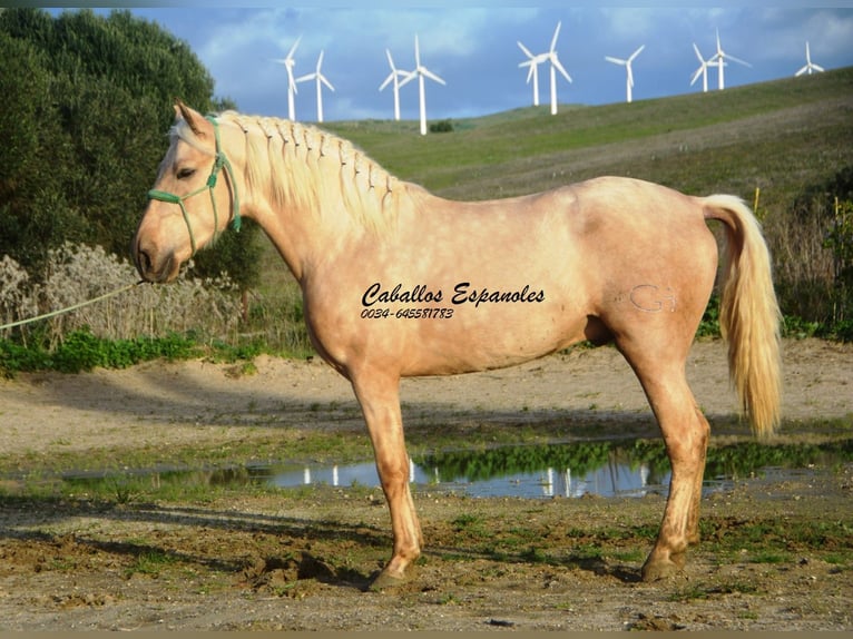 PRE Mix Stallion 3 years 15,2 hh Palomino in Vejer de la Frontera