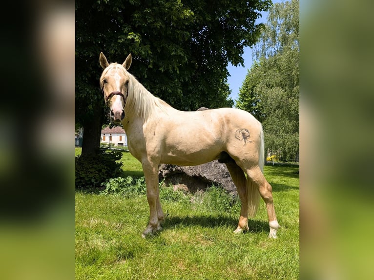 PRE Stallion 3 years 15,2 hh Palomino in Caumont