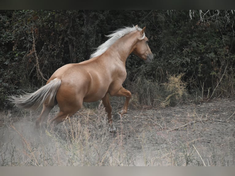 PRE Stallion 3 years 15,2 hh Palomino in El Real De La Jara