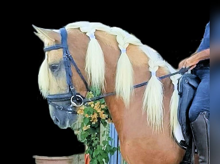 PRE Mix Stallion 3 years 15,2 hh Palomino in Sanlucar