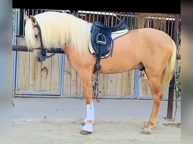 PRE Mix Stallion 3 years 15,2 hh Palomino in Sanlucar