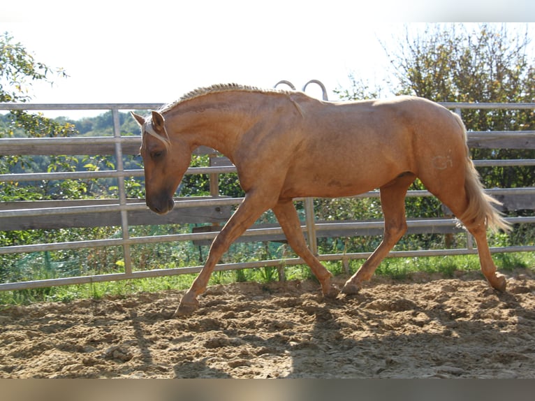 PRE Stallion 3 years 15,2 hh Palomino in Kirn
