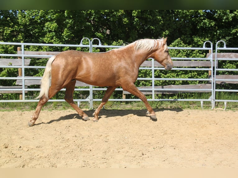 PRE Stallion 3 years 15,2 hh Palomino in Kirn