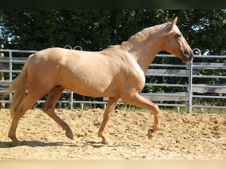 PRE Stallion 3 years 15,2 hh Palomino in Kirn