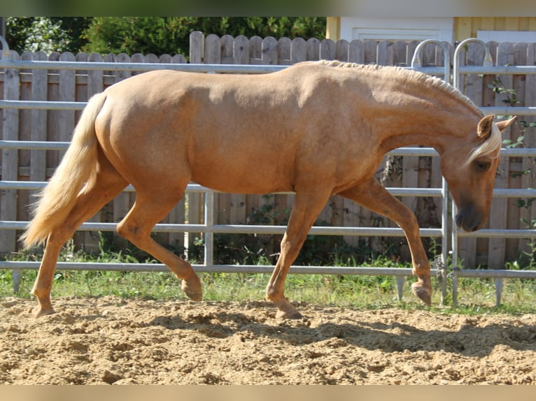 PRE Stallion 3 years 15,2 hh Palomino in Kirn