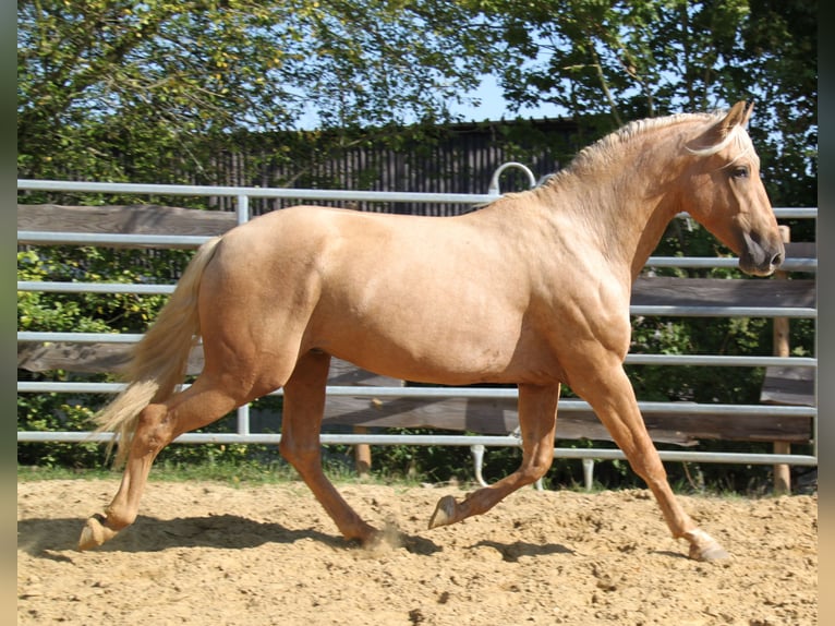 PRE Stallion 3 years 15,2 hh Palomino in Kirn