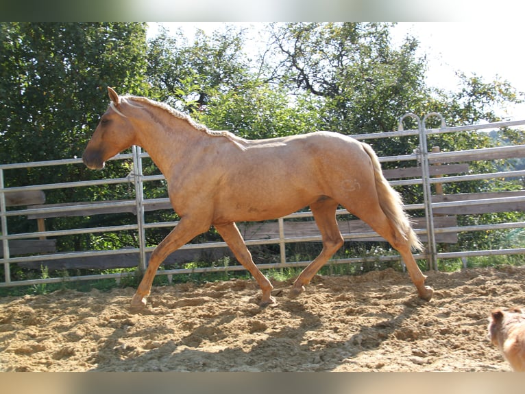 PRE Stallion 3 years 15,2 hh Palomino in Kirn