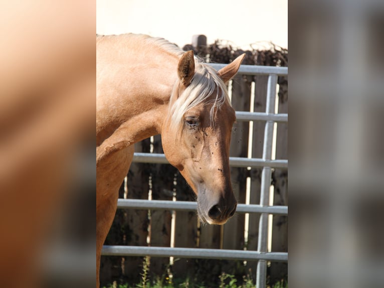PRE Stallion 3 years 15,2 hh Palomino in Kirn