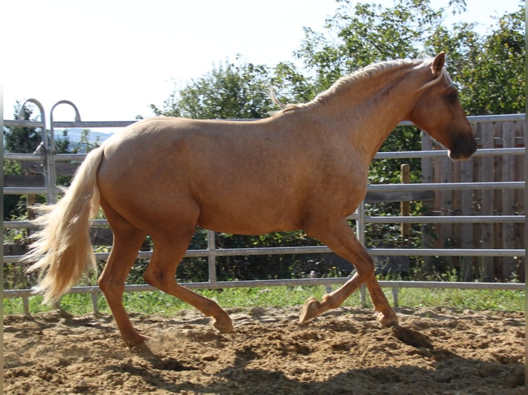 PRE Stallion 3 years 15,2 hh Palomino in Kirn