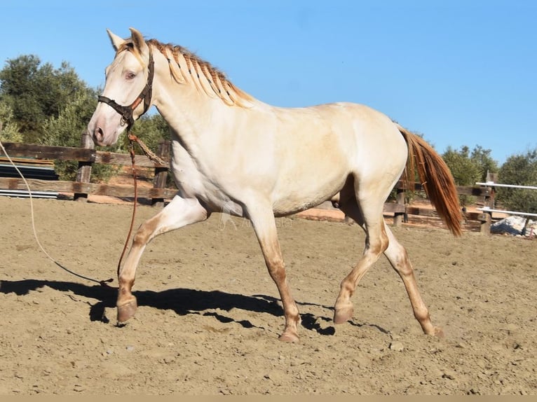 PRE Stallion 3 years 15,2 hh Pearl in Provinz Malaga