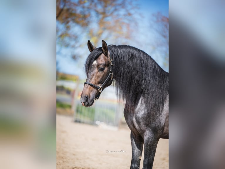 PRE Mix Stallion 3 years 15,2 hh Roan-Bay in Poeldijk