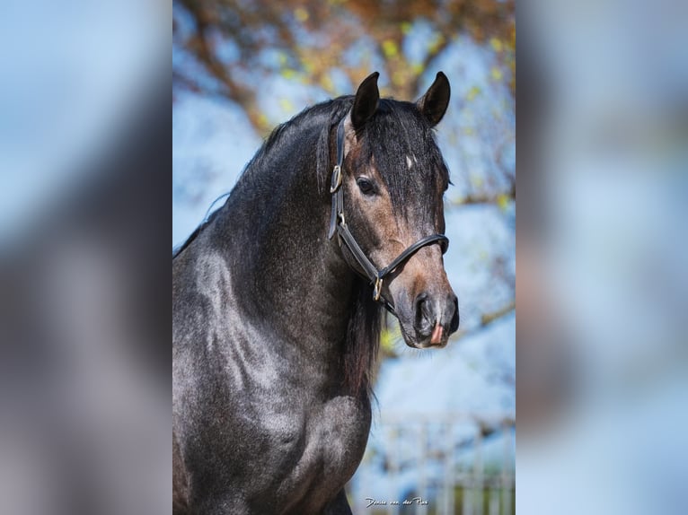 PRE Mix Stallion 3 years 15,2 hh Roan-Bay in Poeldijk