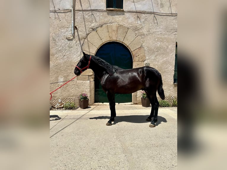 PRE Stallion 3 years 15,3 hh Black in Hamburg