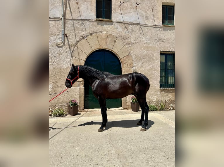 PRE Stallion 3 years 15,3 hh Black in Hamburg