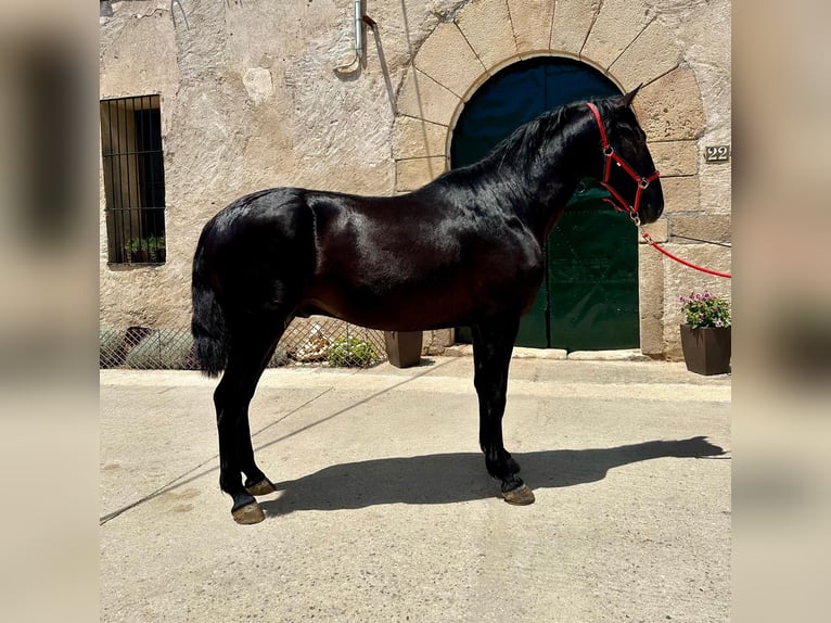 PRE Stallion 3 years 15,3 hh Black in Hamburg